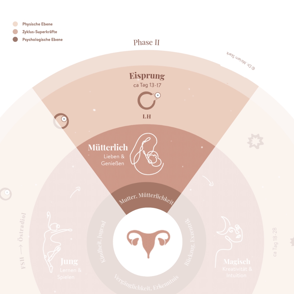 Ausschnitt der Zyklusphase 2 Eisprung aus der Zyklusgrafik von Dr. Miriam Stark, Tacheles Beratung