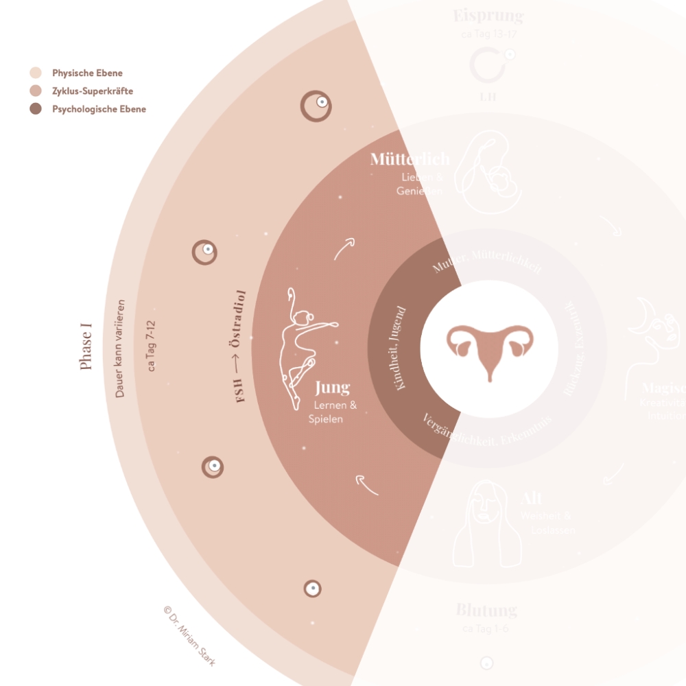 Ausschnitt der Zyklusphase 1 Follikelphase aus der Zyklusgrafik von Dr. Miriam Stark, Tacheles Beratung