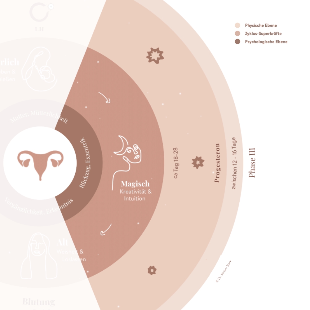 Ausschnitt der Zyklusphase 3 Lutealphase aus der Zyklusgrafik von Dr. Miriam Stark, Tacheles Beratung